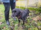 Łagodny Disel w typie flat coated retrievera szuka domu !! - 2