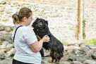 Cygan-niewielki kudłaty piesek czeka na dom-adopcja - 7