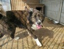 Piękny ERWIN w typie border collie szuka domu !! - 5