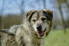 Rebus-średniej wielkosci pies do adopcji - 7