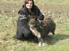 Spokojny ERWIN w typie border collie szuka domu !! - 3