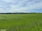 Rezerwacja/Siedlisko pod lasem, 4,81 ha, Puszcza Biała - 10