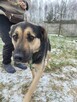 Młody, grzeczny KAZAN pilnie szuka domu !! - 6