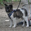 Maja - 5