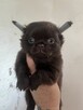 Chihuahua - 3