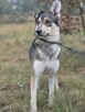 Fred do adopcji - 10