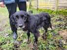 Łagodny Disel w typie flat coated retrievera szuka domu !! - 3