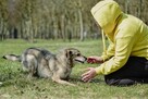 Rebus-średniej wielkosci pies do adopcji - 6