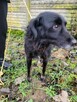 Łagodny Disel w typie flat coated retrievera szuka domu !! - 5
