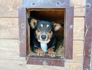 Mały, porzucony, smutny GUCIO szuka domu !! Do adopcji !! - 2
