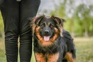 Cykor-nieśmiały delikatny młody pies do adopcji - 5