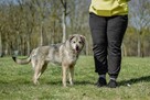 Rebus-średniej wielkosci pies do adopcji - 8