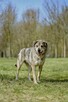 Rebus-średniej wielkosci pies do adopcji - 5