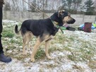 Młody, grzeczny KAZAN pilnie szuka domu !! - 2