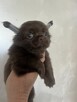 Chihuahua - 4