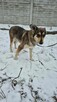 Fred do adopcji - 11
