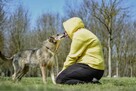 Rebus-średniej wielkosci pies do adopcji - 3