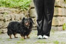 Cygan-niewielki kudłaty piesek czeka na dom-adopcja - 2