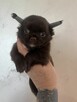 Chihuahua - 2