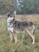 Fred do adopcji - 7