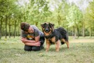 Cykor-nieśmiały delikatny młody pies do adopcji - 2