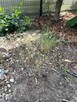 prace ogrodowe i porzadkowe - 4