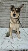 Fred do adopcji - 12