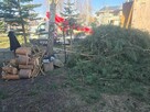 Wycinki drzew Pielęgnacja Zieleni Alpinista - 5