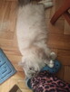 Kocięta Ragdoll Rumia - 7