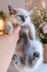 Piękny kocurek Ragdoll z rodowodem i wyprawką - 6