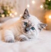 Piękny kocurek Ragdoll z rodowodem i wyprawką - 3