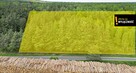 Działka leśna Świdno gm. Krasocin Porąbki, - 1