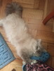 Kocurek Ragdoll reproduktor Rumia - 3