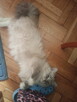 Kocięta Ragdoll Rumia - 6