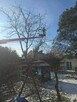 Wycinki drzew Pielęgnacja Zieleni Alpinista - 2