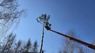 Wycinki drzew Pielęgnacja Zieleni Alpinista - 3