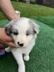 Border Collie FCI blue merle gotowe do odbioru