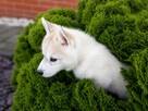 Siberian husky boy - 5