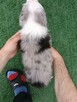 Border Collie FCI blue merle gotowe do odbioru - 2