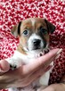 Delta Jack Russell Terrier ZKwP FCI - 2