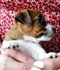 Delta Jack Russell Terrier ZKwP FCI - 3