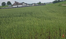 Działka rolna Okuniowiec gm. Suwałki, - 2