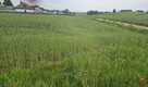 Działka budowlana Okuniowiec gm. Suwałki, - 5
