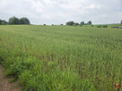 Działka budowlana Okuniowiec gm. Suwałki, - 4