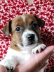 Delta Jack Russell Terrier ZKwP FCI - 5