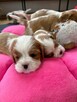 Cavalier King Charls Spaniel FCI - 6