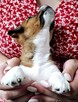 Delta Jack Russell Terrier ZKwP FCI - 7