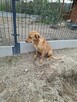 Leonek młodziak który nie miał łatwego życia marzy o domu - 5