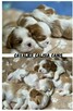Cavalier King Charls Spaniel FCI - 7