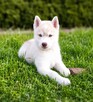 Siberian husky boy - 3